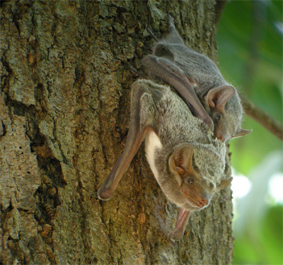 Arnhem Sheathtail Bat