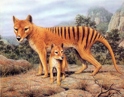 Thylacine - Tasmanian tiger