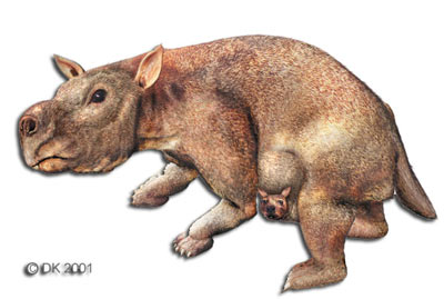 Diprotodon optatum - giant wombat