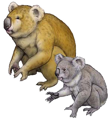 Giant Koala (Phascolarctos stirtoni)