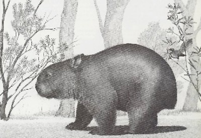 Giant Wombat (Phascolonus Gigas)
