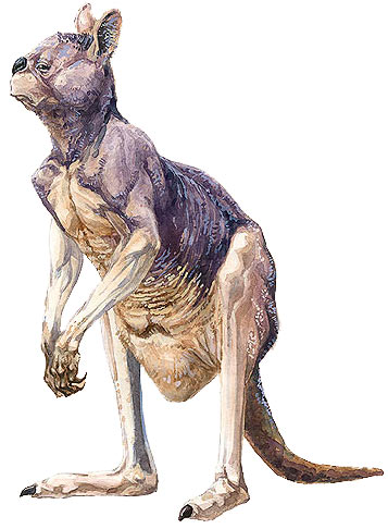 Procoptodon goliah - giant short-faced kangaroo
