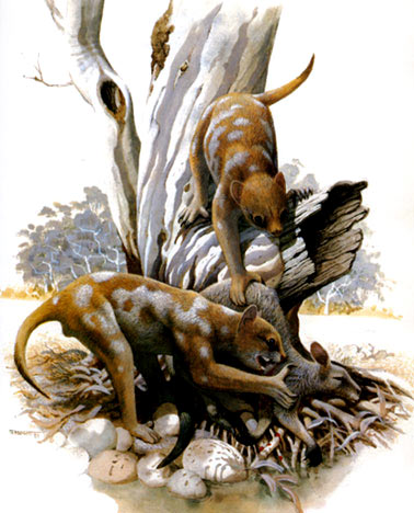 Thylacoleo carnifax - marsupial lion