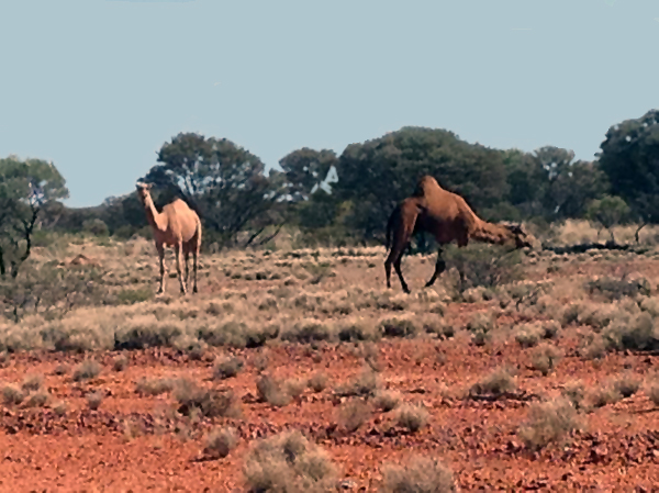 Camels Along the Gunbarrel