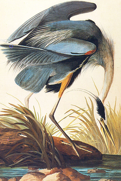 Blue Heron by James Audubon