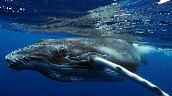 Australian Humpback Whale