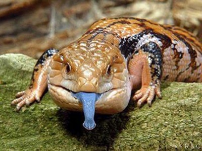 Adelaide blue-tongued lizard