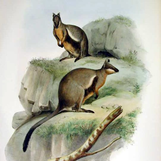Black-footed Wallaby