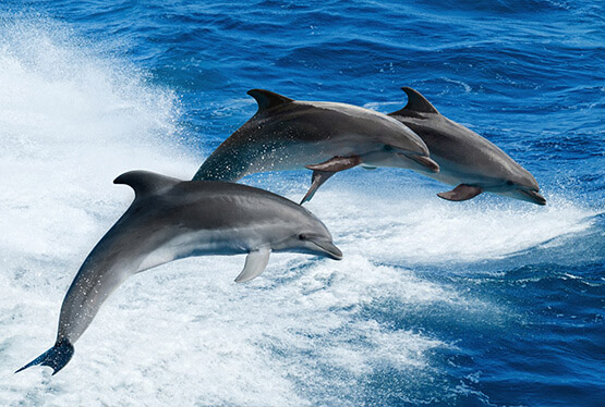 Burrunan Dolphins