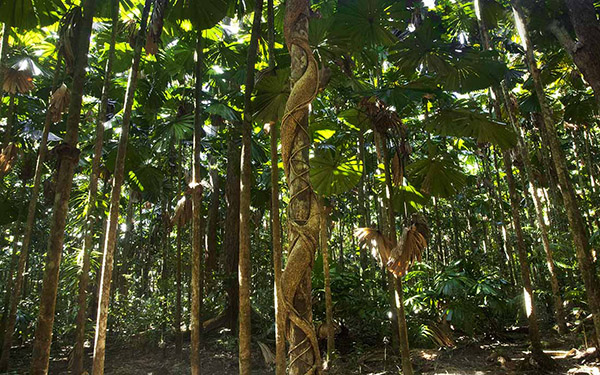 Licuana Strangler Vine Forest