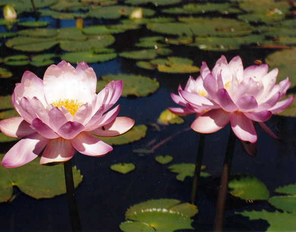 Pink Giant Nymphaea Water Lily