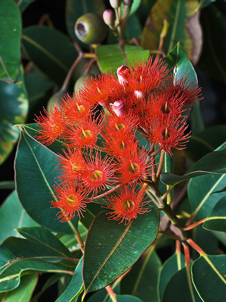 Red-Flowering Gum