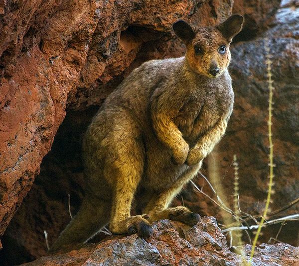 Rothchild's Rock Wallaby