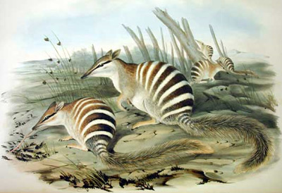Richter's Myrmecobius fasciatus, 1845