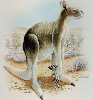 Giant Wallaby (P:rotemnodon)