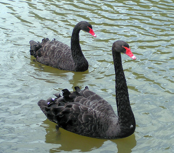 JoyZine - Australian Dreamtime: The Black Swans